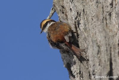 Thorn-tailed Rayadito