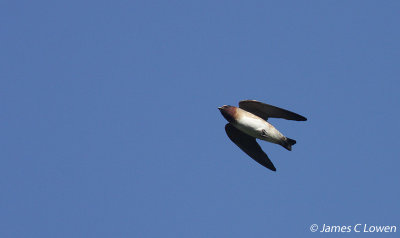 Cliff Swallow