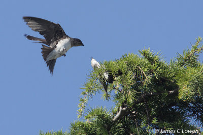 Grey-breasted Martin