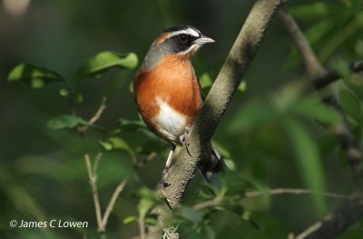 Black-and-rufous Warbling-finch