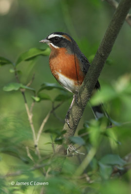 Black-and-rufous Warbling-finch