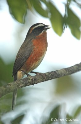 Black-and-rufous Warbling-finch