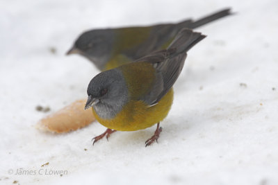 Patagonian Sierra-finch