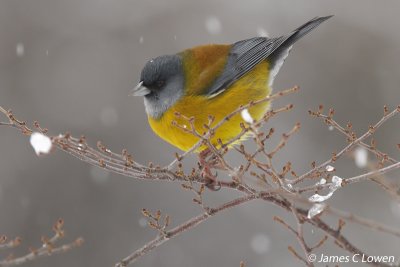 Patagonian Sierra-finch