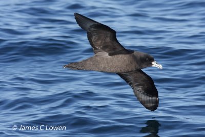 White-chinned Petrel