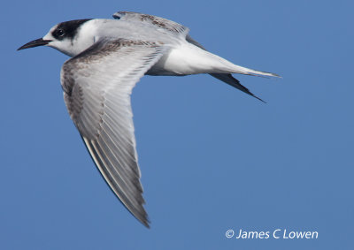 Common Tern