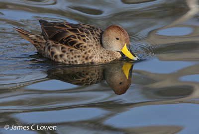 Yellow-billed Pintail