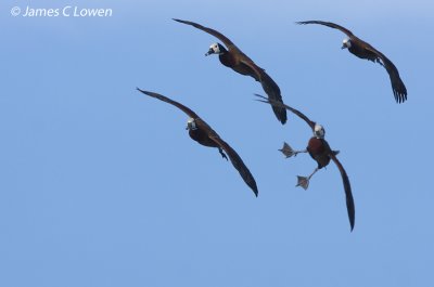 White-faced Whistling-duck