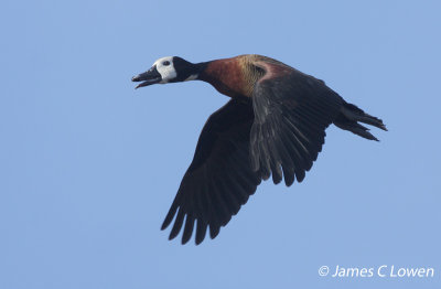 White-faced Whistling-duck