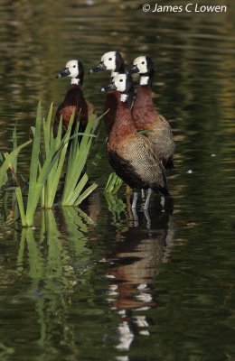 White-faced Whistling-duck