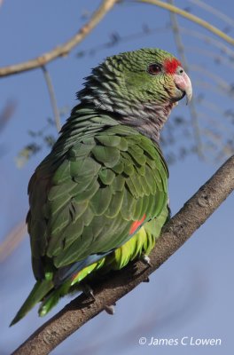 Vinaceous-breasted Parrot