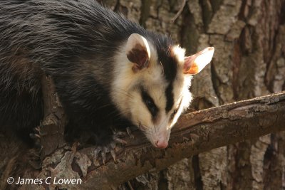 White-eared Opossum