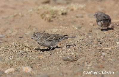 Ash-breasted Sierra-finch