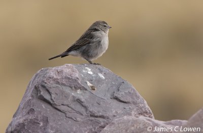 Ash-breasted Sierra-finch