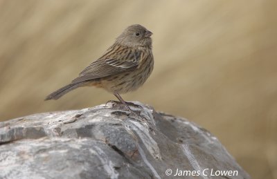 Plain-coloured Seedeater