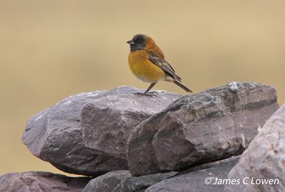 Black-hooded Sierra-finch