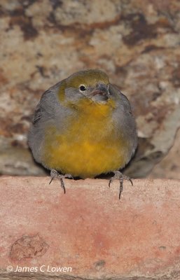 Bright-rumped Yellow-finch