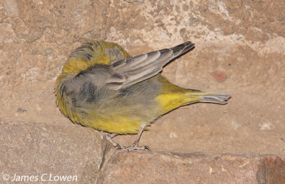 Bright-rumped Yellow-finch