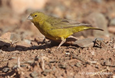 Greenish Yellow-finch