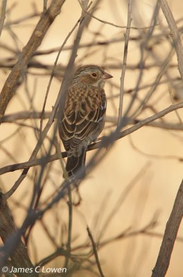 Mourning Sierra-finch