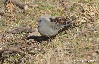 Plain-coloured Seedeater