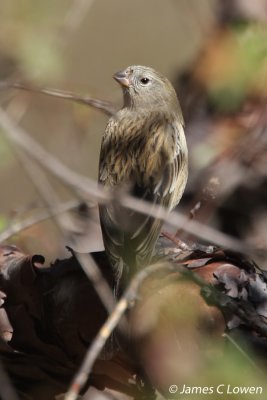 Plain-coloured Seedeater