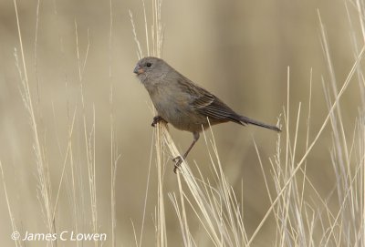 Plain-coloured Seedeater