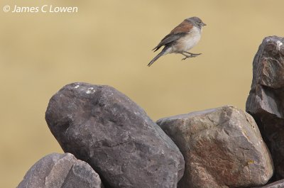 Red-backed Sierra-finch