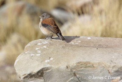 Red-backed Sierra-finch