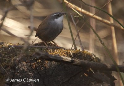 Zimmer's Tapaculo