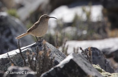 Plain-breasted Earthcreeper