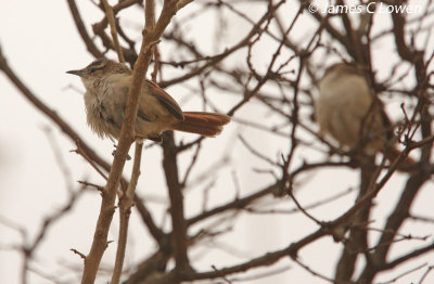 Streak-fronted Thornbird