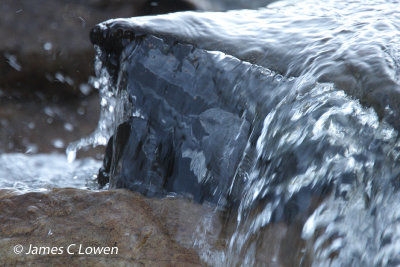 Rufous-throated Dipper