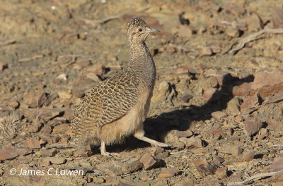 Ornate Tinamou