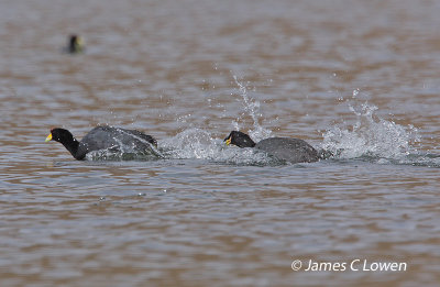 Giant and Horned Coot