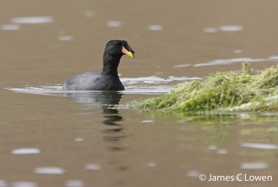 Horned Coot