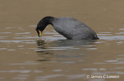 Horned Coot