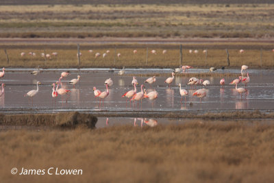 Puna Flamingo