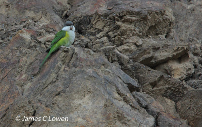 Grey-headed Parakeet