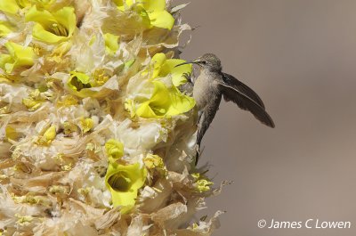 Andean Hillstar