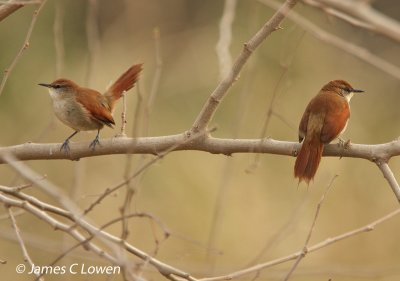 Yellow-chinned Spinetail