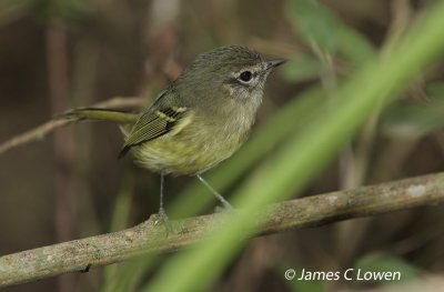 Mottle-cheeked Tyrannulet