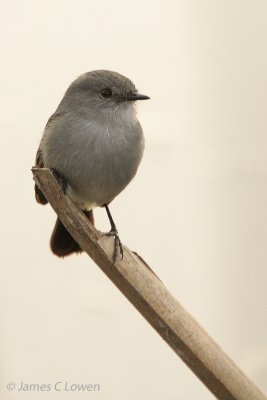 *NEW* Sooty Tyrannulet