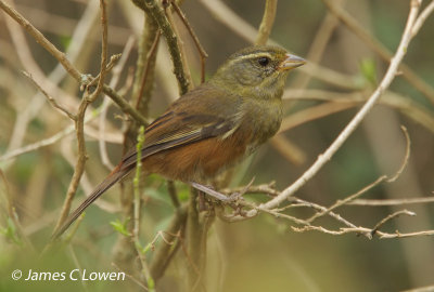 Grey-throated Warbling-finch