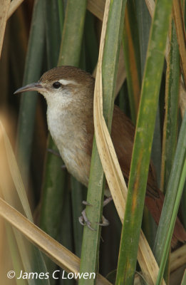 Curve-billed Reedhaunter