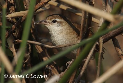 Curve-billed Reedhaunter