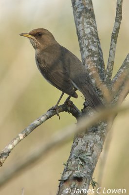 Creamy-bellied Thrush