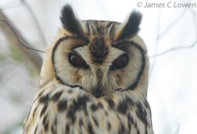 Striped Owl