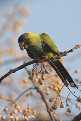 Nanday Parakeet