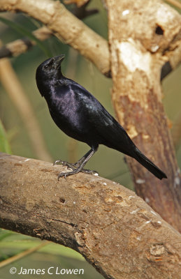 Shiny Cowbird